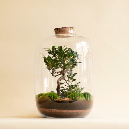 Niwa Design Chiara L Terrarium