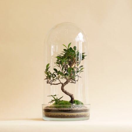 Niwa Design Curiosity Small Terrarium