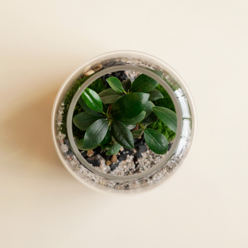 Niwa Design Small World 1 Cork Terrarium